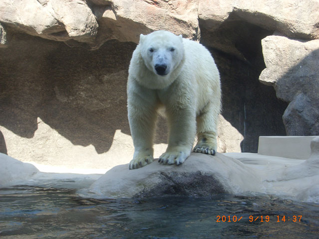 シロクマ11日本平動物園ロッシー2010｜ホッキョクグマと三角コーン